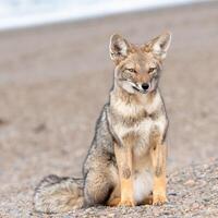 Renard séance sur une plage photo