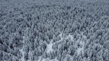 vue aérienne de la forêt enneigée - vue par drone des arbres enneigés photo