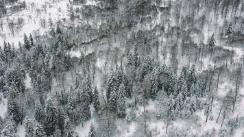 vue aérienne de la forêt enneigée - vue par drone des arbres enneigés photo