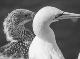 des oiseaux sur Helgoland île photo