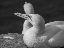 des oiseaux sur Helgoland île photo