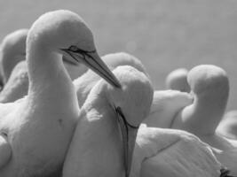 des oiseaux sur Helgoland île photo