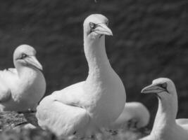 des oiseaux sur Helgoland île photo