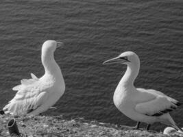 des oiseaux sur Helgoland île photo