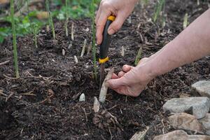 jardinier les usages une tranchant couteau à Couper Jeune pousse de vert asperges,concept de écologique cultivation des légumes photo