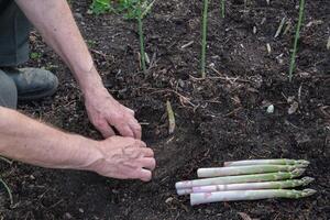 jardinier les usages une tranchant couteau à Couper Jeune pousse de vert asperges,concept de écologique cultivation des légumes photo