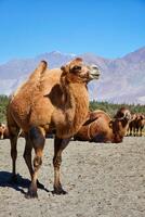 chameaux dans nubra vally, Ladakh photo