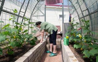 personnes âgées femal jardinier tend à Jeune pousse de concombres dans polycarbonate serre, printemps jardinage travail, nourriture crise photo