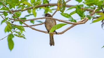 traînée- oreille bulbul perché sur arbre photo