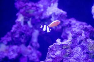 une groupe de fumisterie poisson ou Dascylle demoiselle et noir africain poisson clown nager ensemble autour anémones et corail photo