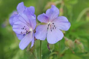 magnifique fleur de Prairie géranium - géranium pratense. magnifique la nature scène avec épanouissement médical fleurs. alternative médicament herbe. été fleur Contexte magnifique Prairie photo