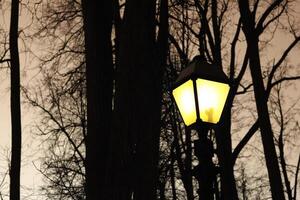 rue nuit lumière et silhouettes de des arbres photo