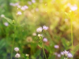 proche en haut doux violet fleur herbe. photo