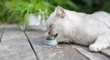 espiègle Écossais chat lèche une jouet Balle de herbe à chat, préféré traiter pour velu animaux domestiques, passionnant aventure dans le la vie de chats photo