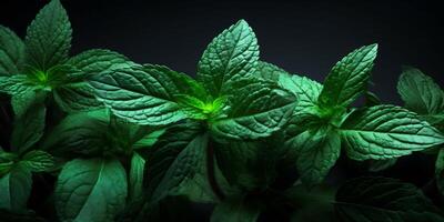 ai généré vibrant menthe feuilles sur une élégant noir arrière-plan, idéal pour culinaire notions, à base de plantes promotions, et rafraîchissant visuels avec copie espace photo