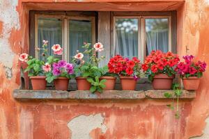 ai généré pélargonium et géraniums dans fleur des pots sur le rebord de fenêtre de une rural maison à l'extérieur contre une couleur terre cuite mur. photo