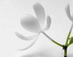 ai généré les plantes cette Floraison à nuit photo