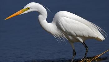 ai généré génial blanc aigrette oiseau Stock photo, aigrette oiseau photographie.faune la photographie, photo