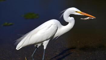 ai généré génial blanc aigrette oiseau Stock photo, aigrette oiseau photographie.faune la photographie, photo