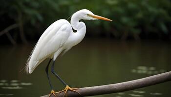 ai généré génial blanc aigrette oiseau Stock photo, aigrette oiseau photographie.faune la photographie, photo