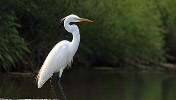 ai généré génial blanc aigrette oiseau Stock photo, aigrette oiseau photographie.faune la photographie, photo