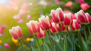 ai généré captivant bokeh améliore brillant printemps tulipes dans floral Contexte photo