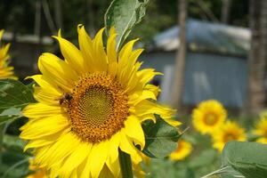 une tournesol avec une Jaune fleur et feuilles photo