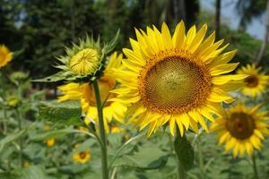 une tournesol dans une champ de vert feuilles Contexte photo