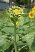 magnifique Jeune tournesol dans une Naturel arrière-plan, le centre de une croissance non révélé fleur, photo