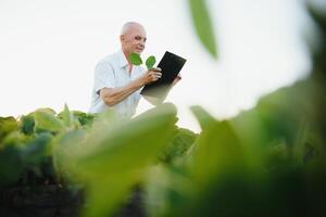 agriculteur dans déposé en portant tablette dans le sien mains et examiner soja corp. photo