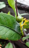 toiles d'araignées sur le feuilles de ixora fleurs photo