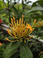 une bouquet de petit Jaune ixora chinensis fleurs entouré par foncé vert feuilles photo