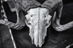 crâne de chèvre avec des cornes photo
