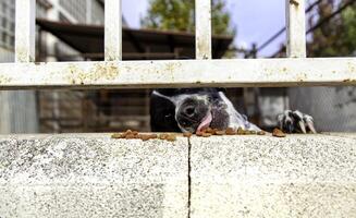 en cage chien en mangeant photo