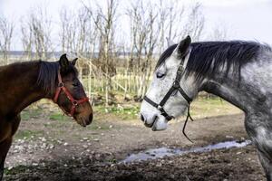 chevaux dans une ferme photo