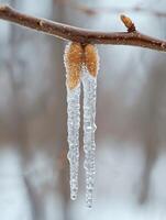 ai généré congelé glaçons pendaison de une branche photo