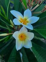 blanc plumeria fleurs avec vert feuilles photo