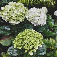 proche en haut de épanouissement hortensia fleur photo