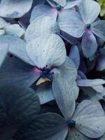 plein Cadre de épanouissement hortensia fleur photo