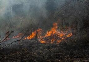 brûlant sec herbe dans le champ après le Feu. Naturel catastrophe. forêt Feu. photo