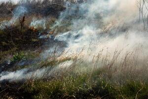 brûlant sec herbe dans le champ après le Feu. Naturel catastrophe. forêt Feu. photo