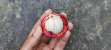 Haut vue de une homme en portant un ouvert local indonésien mangoustan fruit, le la chair est blanc et le peau est marron. photo
