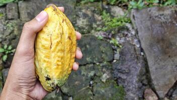 homme en portant cacao gousses. théobrome cacao est une plante utilisé à faire Chocolat. le graines, appelé cacao haricots, sont traité dans tout sortes de Chocolat des produits. photo
