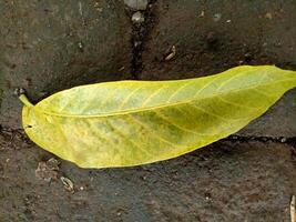 Frais vert feuilles tomber sur le moussu brique route photo