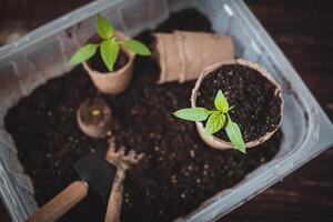 plantation semis de poivrons dans tourbe des pots à maison. jardin outils. photo