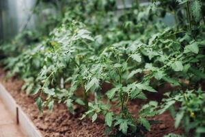 tomate plante semis croissance dans sol dans serre. jardinage concept et croissance aliments. photo