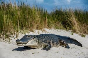 ai généré grand alligator salons sereinement au milieu de sablonneux dunes, se prélasser tranquillement photo