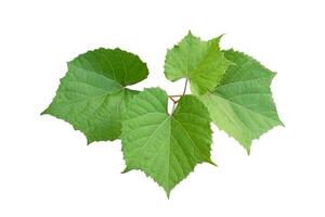 isolé grain de raisin feuilles sur blanc Contexte. le feuilles sont de forme ovale avec pointu conseils et en forme de coeur socles. le bords de le feuilles sont cranté comme dents de scie. photo