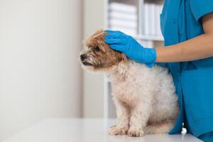 vétérinaires sont performant annuel vérifier UPS sur chiens à Regardez pour possible les maladies et traiter leur rapidement à assurer le animaux domestiques santé. vétérinaire est examiner chien dans vétérinaire clinique pour traitement photo