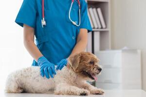 vétérinaires sont performant annuel vérifier UPS sur chiens à Regardez pour possible les maladies et traiter leur rapidement à assurer le animaux domestiques santé. vétérinaire est examiner chien dans vétérinaire clinique pour traitement photo